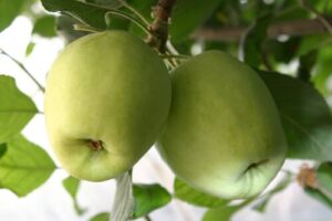 תפוח ענה גידול