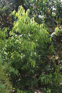 עץ קינמון גידול למאכל עלים