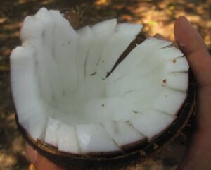 אגוז עץ קוקוס