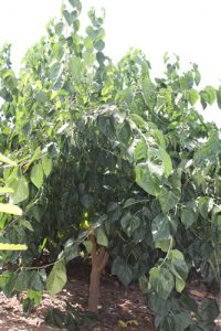 עץ תות ארוך גידול צמח