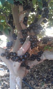 ג'בוטיקבה עץ פרי גידול