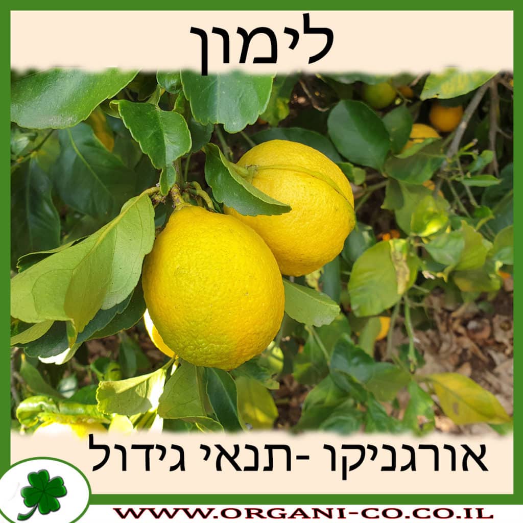לימון גידול צמח