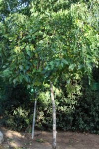תות עץ גידול צמח