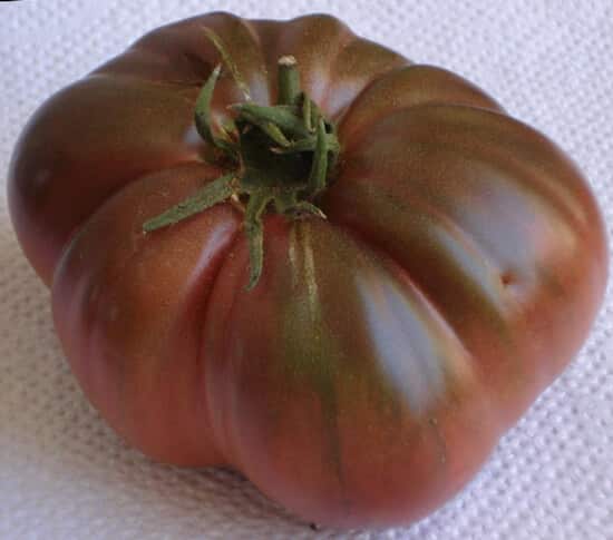 עגבנייה סגולה