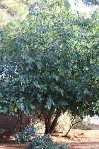 תות עץ רוזה גידול צמח