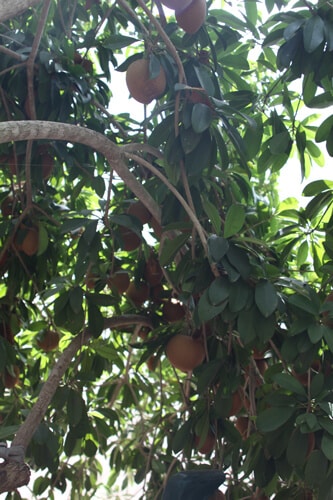 ספודילה עץ גידול פירות