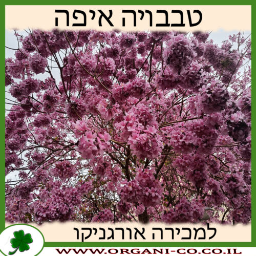 טבבויה איפה למכירה - מחיר