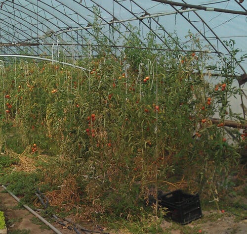 עגבנייה גידול