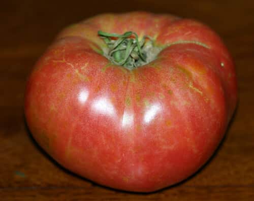 עגבנייה גידול פרי צמח