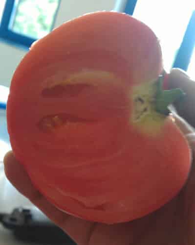 עגבנייה גידול פרי