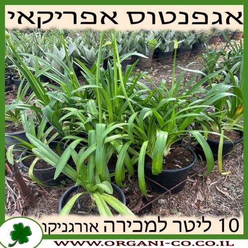 אגפנטוס אפריקאי סגול 10 ליטר למכירה - מחיר