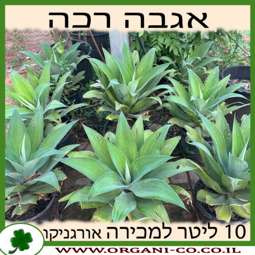 אגבה רכה 10 ליטר למכירה, מחיר