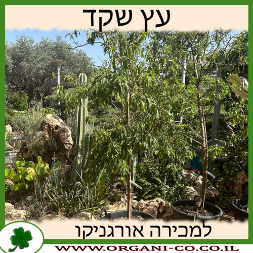 שקדיה אום אל פחם 70 ליטר למכירה - מחיר