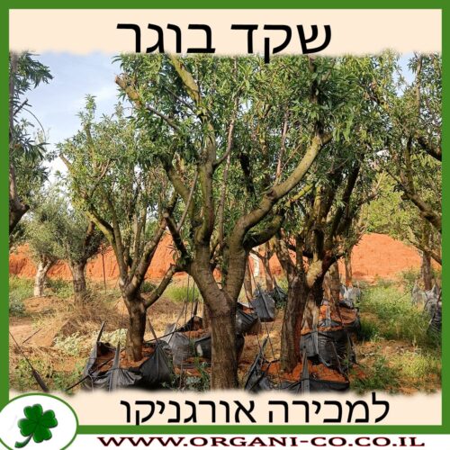 שקד בוגר למכירה - מחיר