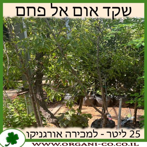 שקד אום אל פחם 25 ליטר למכירה - מחיר