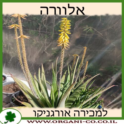 אלוורה למכירה - מחיר