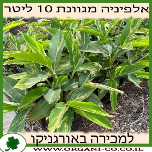 אלפיניה מגוונת 10 ליטר למכירה, מחיר