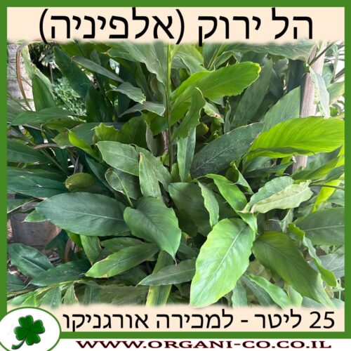 הל ירוק 25 ליטר (אלפיניה הדורה) למכירה - מחיר