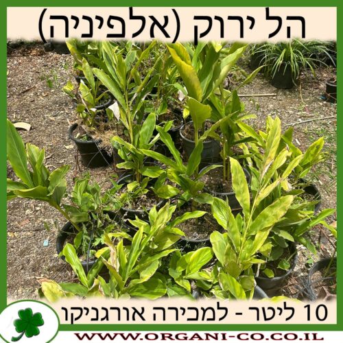 הל ירוק 10 ליטר (אלפיניה הדורה) למכירה - מחיר