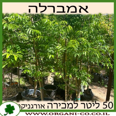 אמברלה 25 ליטר למכירה - מחיר