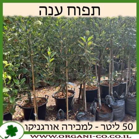 תפוח ענה 50 ליטר למכירה - מחיר