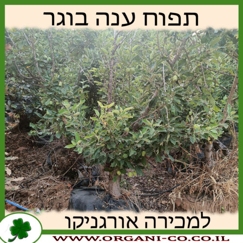 תפוח ענה בוגר למכירה - מחיר