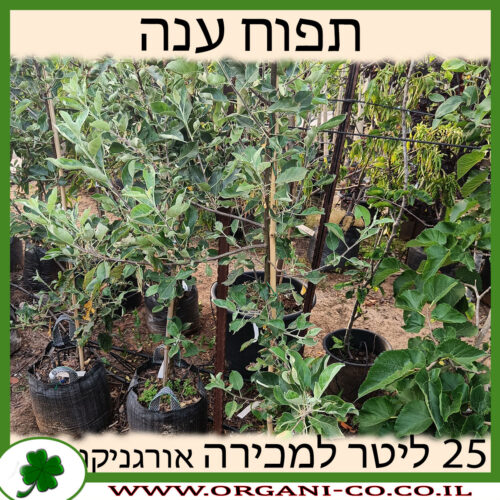 תפוח ענה 25 ליטר למכירה - מחיר