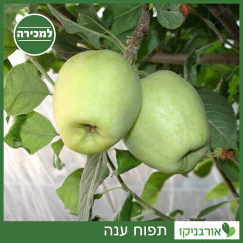 תפוח ענה - למכירה - מחיר