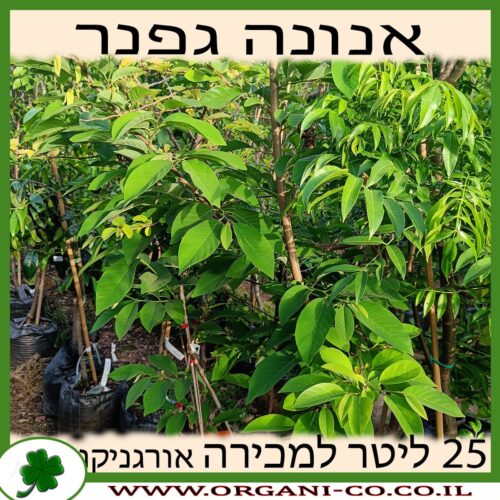 אנונה קשקשית (גפנר) 25 ליטר למכירה - מחיר