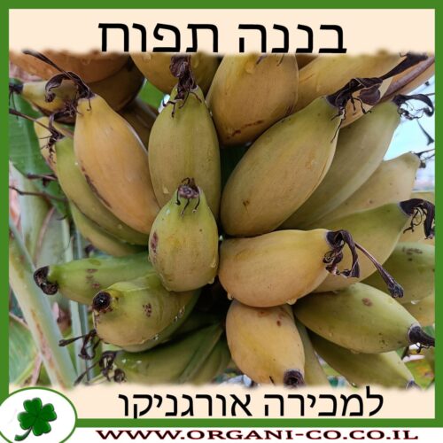 בננה תפוח למכירה - מחיר