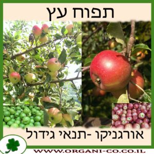 תפוח עץ גידול צמח