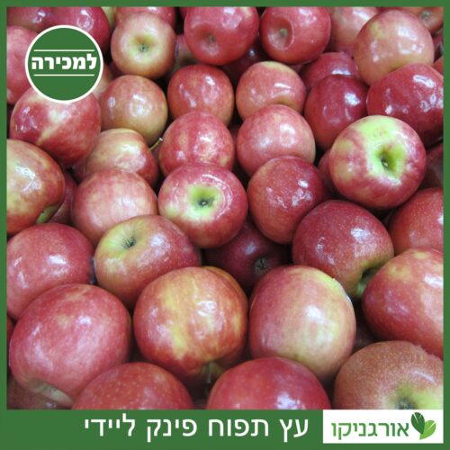 תפוח פינק ליידי למכירה - מחיר