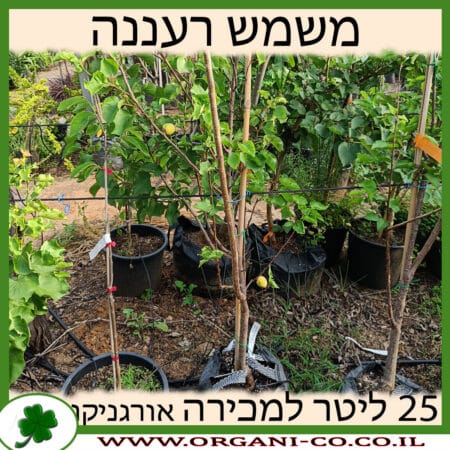 משמש רעננה 25 ליטר למכירה - מחיר