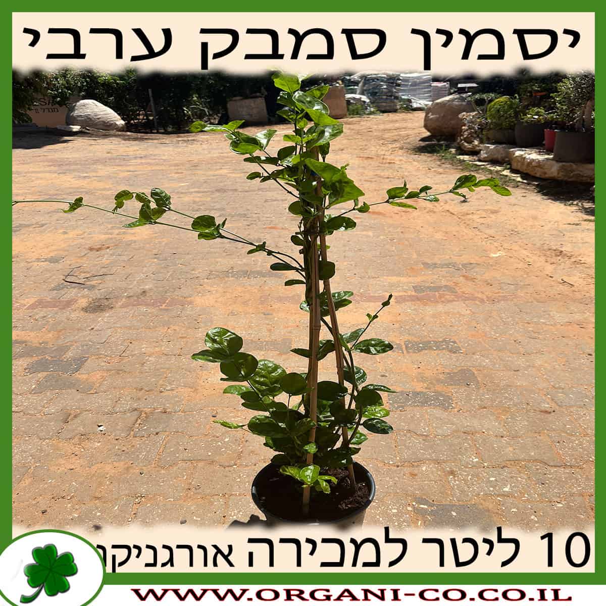 יסמין ערבי סמבק 10 ליטר למכירה - מחיר