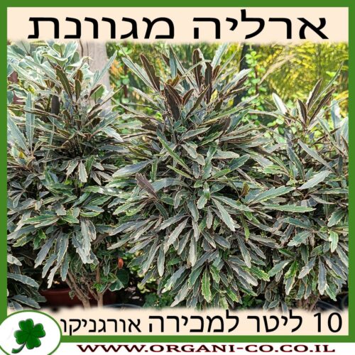 ארליה מגוונת 10 ליטר למכירה - מחיר