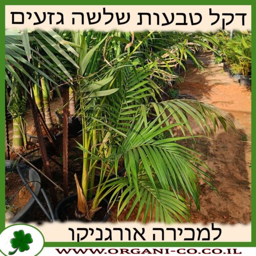 דקל טבעות שלשה גזעים 50 ליטר למכירה - מחיר