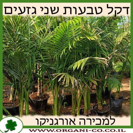 דקל טבעות שני גזעים 25 ליטר למכירה - מחיר