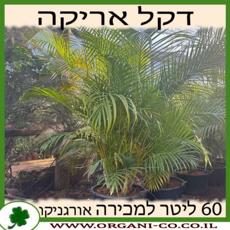 דקל אריקה 60 ליטר למכירה - מחיר