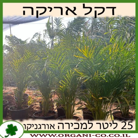 דקל אריקה 25 ליטר למכירה מחיר