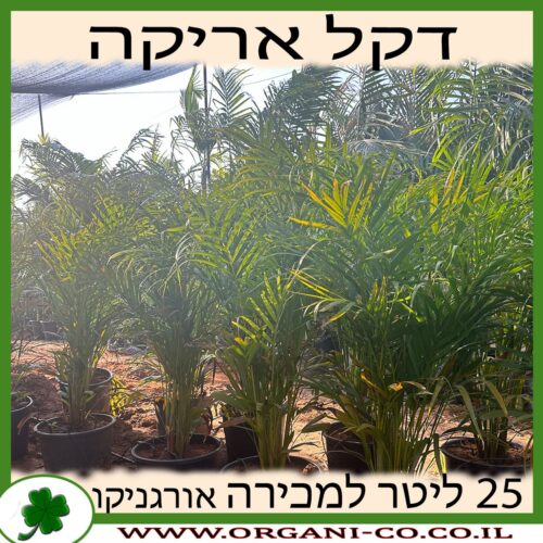 דקל אריקה 25 ליטר למכירה מחיר