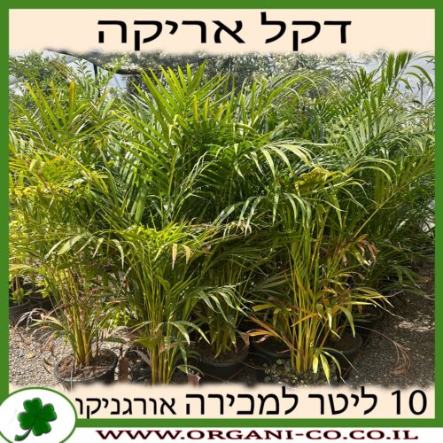 דקל אריקה 10 ליטר למכירה