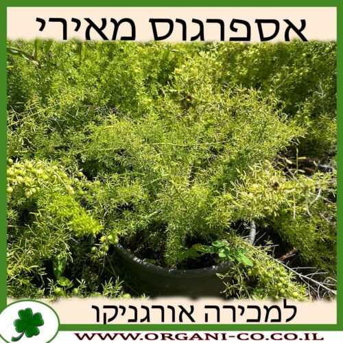 אספרגוס מאירי 10 ליטר למכירה - מחיר