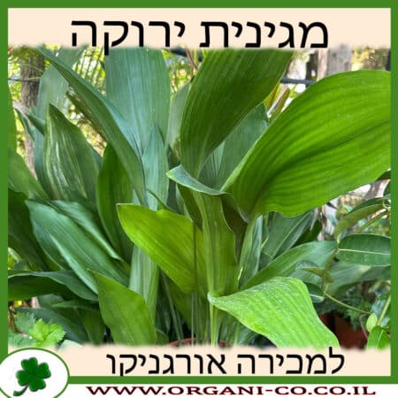 מגינית ירוקה 10 ליטר למכירה - מחיר