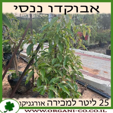 אבוקדו ננסי 25 ליטר למכירה - מחיר