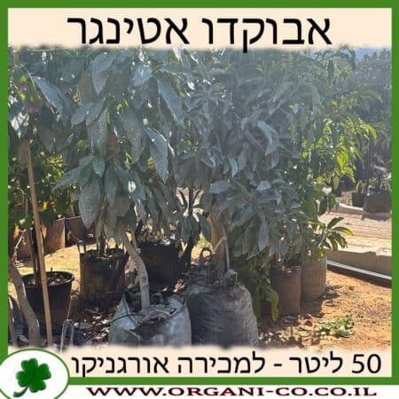 אבוקדו אטינגר 50 ליטר למכירה - מחיר