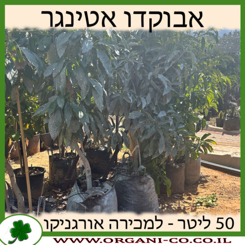 אבוקדו אטינגר 50 ליטר למכירה - מחיר