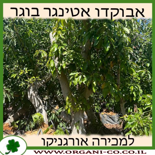 אבוקדו אטינגר בוגר 8 צול למכירה - מחיר