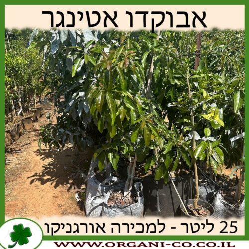 אבוקדו אטינגר 25 ליטר למכירה - מחיר