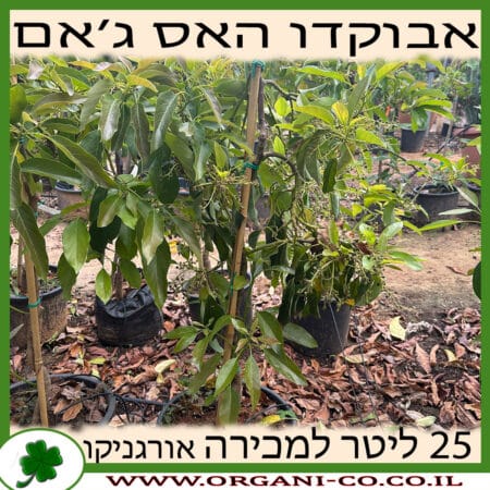 אבוקדו האס ג׳אם 25 ליטר למכירה - מחיר