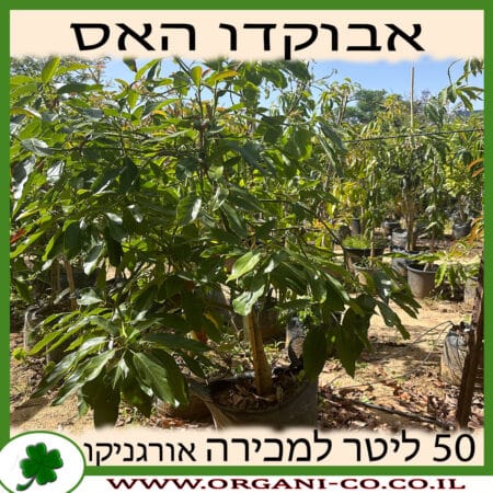 אבוקדו האס 50 ליטר למכירה - מחיר